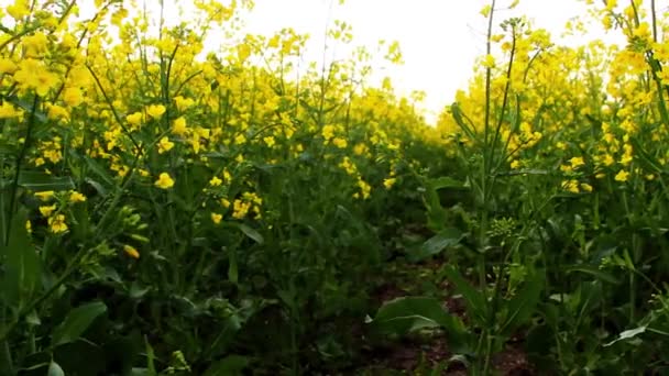 Rape field at sunset. Rape flowers close-up glimpse of the golden sun — Stock Video