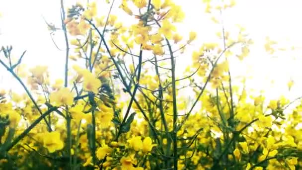 Rape field at sunset. Rape flowers close-up glimpse of the golden sun — Stock Video