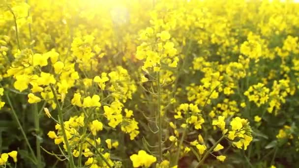 Rapsfeld bei Sonnenuntergang. Rapsblüten aus nächster Nähe Blick auf die goldene Sonne — Stockvideo