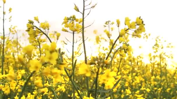 Campo di stupro al tramonto. Fiori di stupro primo piano scorcio del sole dorato — Video Stock