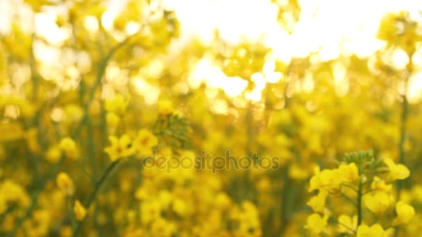 Πεδίο του βιασμού στο ηλιοβασίλεμα. Βιασμός λουλούδια γκρο πλαν γεύση από το χρυσαφένιο ήλιο — Αρχείο Βίντεο