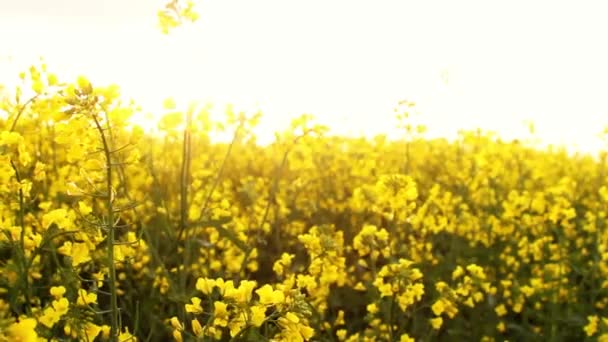 Campo di stupro al tramonto. Fiori di stupro primo piano scorcio del sole dorato — Video Stock