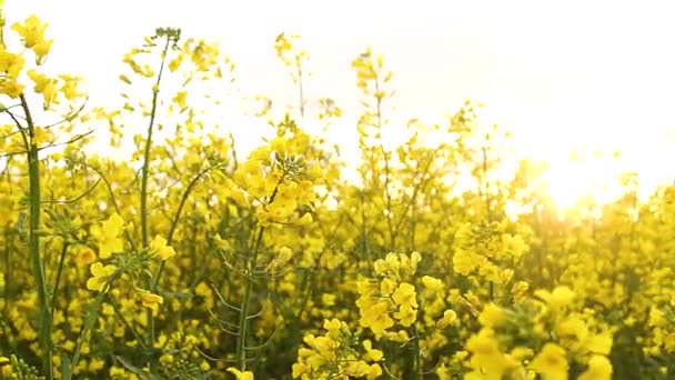 Изнасилование поля на закате. Изнасилование цветы крупным планом взглянуть на золотое солнце — стоковое видео