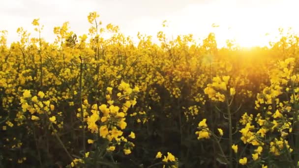 Rapsfält vid solnedgången. Våldtäkt blommor närbild glimt av golden sun — Stockvideo