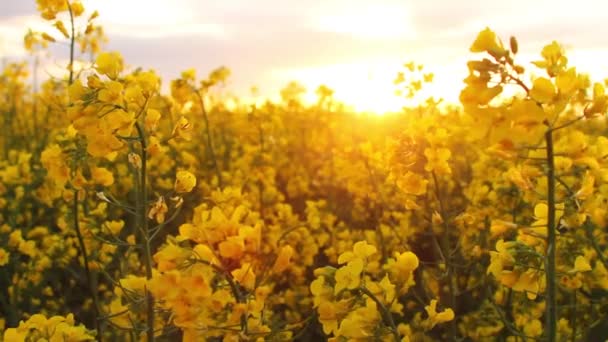 Rapsfält vid solnedgången. Våldtäkt blommor närbild glimt av golden sun — Stockvideo