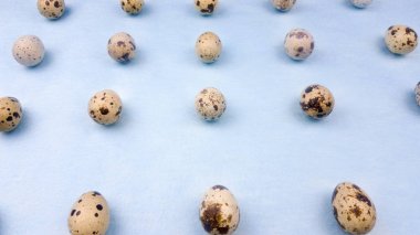 Bıldırcın yumurta üzerinde pastel mavi arka planı kapat.