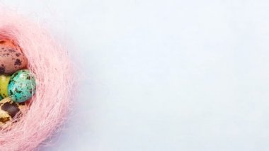 Paskalya Bıldırcın yumurta pastel mavi zemin üzerine pembe yuvadaki renk. Yakın çekim.