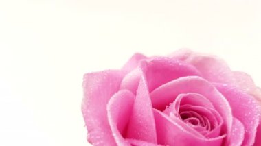 Su ile pembe Gül, beyaz arka plan üzerinde dönen bırakır. Döngü görüntüleri.