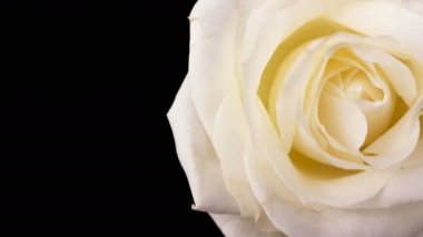 Beyaz gül siyah arka plan üzerinde döner. Döngü görüntüleri.