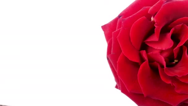 Червона Троянда Обертається Білому Тлі Циклічне Відео — стокове відео