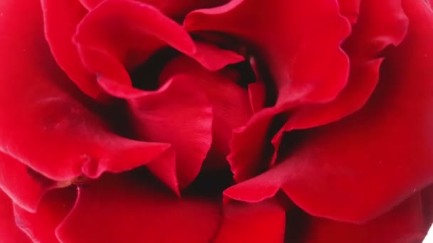 Rote Rose Mit Rotierender Nahaufnahme Looping Aufnahmen — Stockvideo