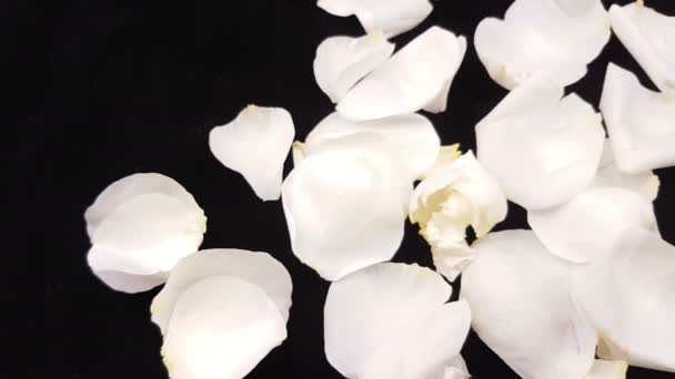 Пелюстки Білої Троянди Темному Тлі Крупним Планом — стокове відео
