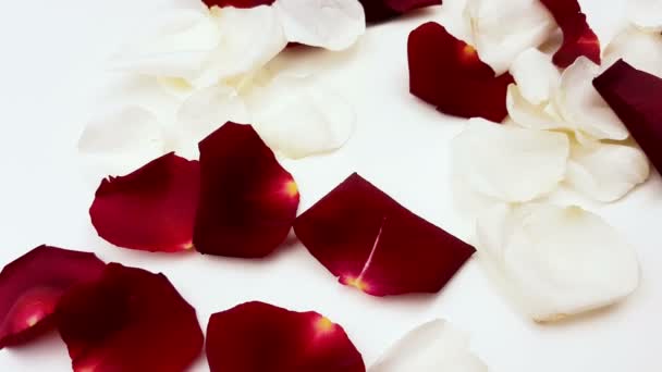 Weiße Und Rote Rosenblätter Auf Weißem Hintergrund — Stockvideo