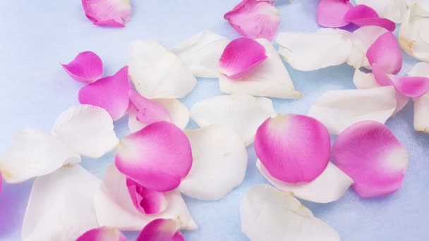 パステル ブルーの背景の白とピンクのバラの花びら クローズ アップ — ストック動画