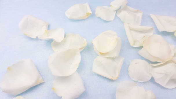 White Rose Petals Pastel Blue Background Close — Stock Video