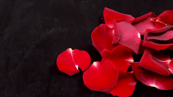 Red rose petals on dark background. Close up.