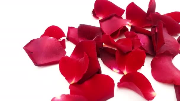 Petali Rosa Rossa Sfondo Bianco — Video Stock
