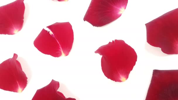 白い背景に赤いバラの花びら — ストック動画