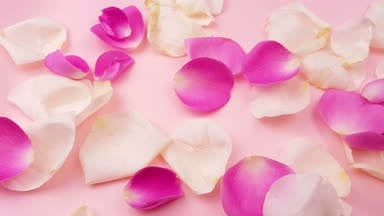 Pastel pembe bir arka plan üzerinde beyaz ve pembe gül yaprakları.