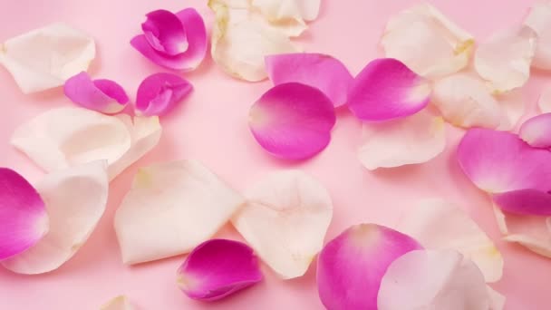 白色和粉红色的玫瑰花瓣在柔和的粉红色背景 — 图库视频影像