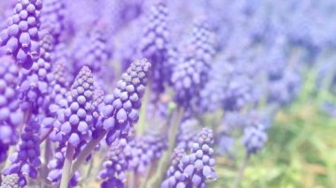 Mavi çiçek Muscari kapatın. Bahar çiçek arka plan.