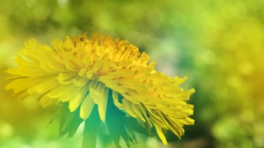 Sarı karahindiba Çiçek bahçesinde. Makroyu kapat.