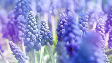 Mavi çiçek Muscari kapatın. Bahar çiçek arka plan.