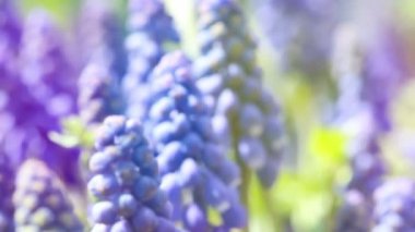 Mavi çiçek Muscari kapatın. Bahar çiçek arka plan.