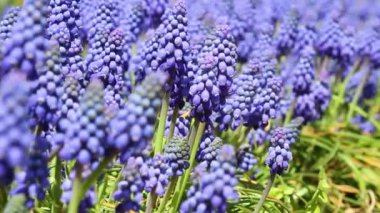 Mavi çiçek Muscari kapatın. Bahar çiçek arka plan.