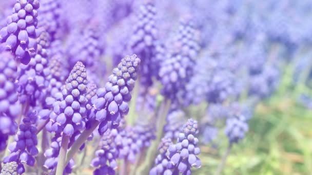 Close up of blue flowers Muscari. Spring flower background. — Stock Footage Close Blue Flowers Muscari Spring Flower Background Royalty Free Stock Video