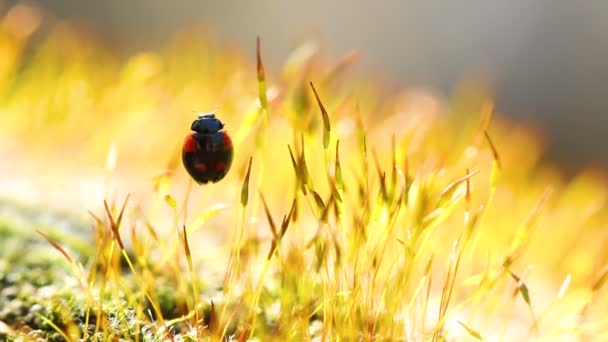 Ladybug Yellow Moss Flower Close Macro — Stock Video