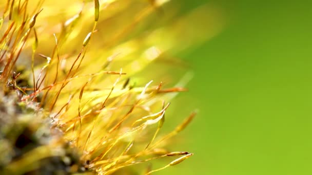 Flores Musgo Amarelo Perto Macro — Vídeo de Stock