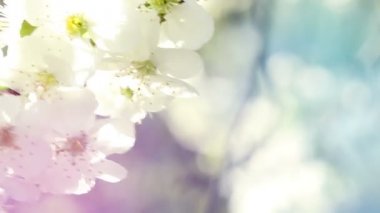 Ağaçlar baranch pastel tonda kiraz çiçeği çiçekleri.