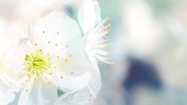 Fleurs de cerisier sur les arbres baranch ton pastel .
