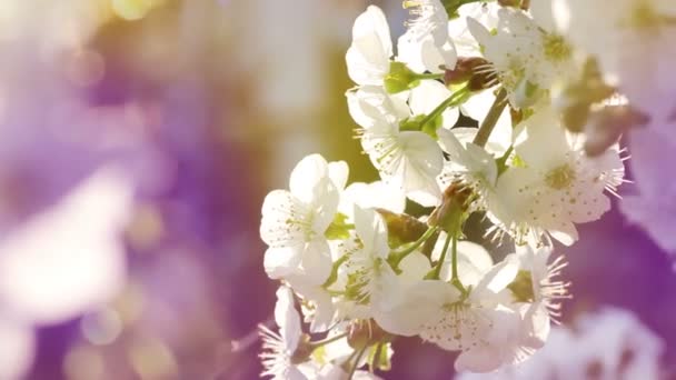 Fleurs Cerisier Sur Les Arbres Baranch Ton Pastel — Video