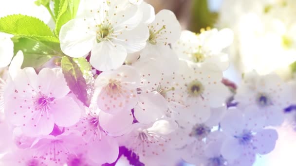Kirschblütenblumen Auf Bäumen Baranch Pastelltönen — Stockvideo