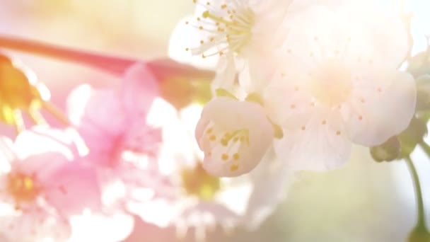Flores Flor Cerezo Barandilla Los Árboles Tono Pastel — Vídeo de stock