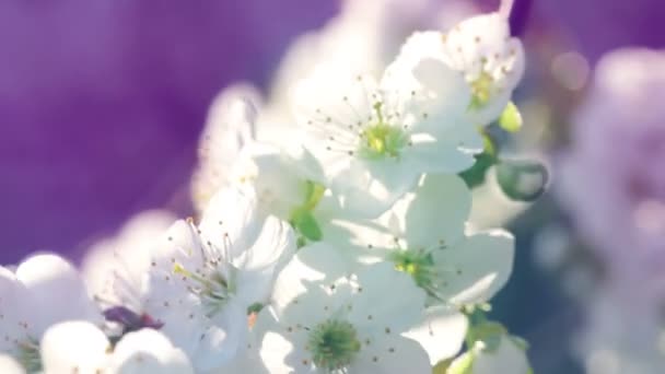 Fiori Ciliegio Alberi Corteccia Tono Pastello — Video Stock