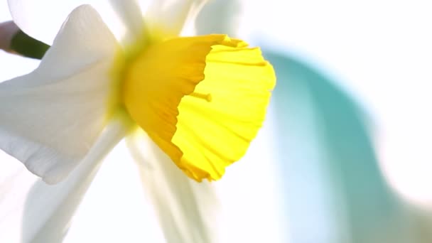 Άσπρο Λουλούδι Άνοιξη Κοντά Επάνω Μακροεντολή Παστέλ Χρώμα — Αρχείο Βίντεο