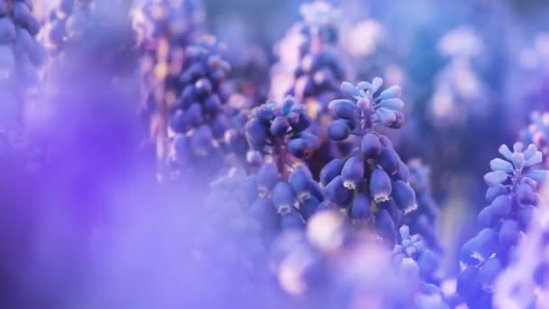 Närbild Blå Blommor Muscari Våren Blomma Bakgrund — Stockvideo