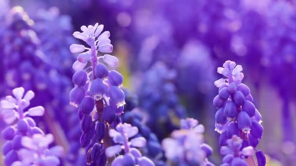 Close Van Blauwe Bloemen Muscari Lente Bloem Achtergrond — Stockvideo