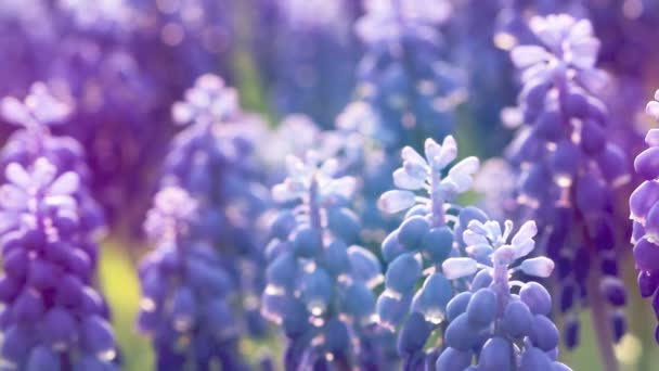 Close Van Blauwe Bloemen Muscari Lente Bloem Achtergrond — Stockvideo