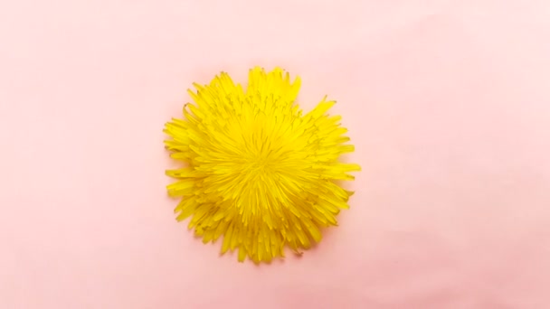 Dandelion Flor Amarela Girando Superfície Rosa Pastel — Vídeo de Stock