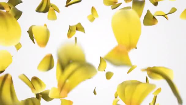 Çiçek Yaprakları Alfa Kanalından Dökülüyor Gerçekçi Gül Yapraklarının Animasyonu Tepeden — Stok video
