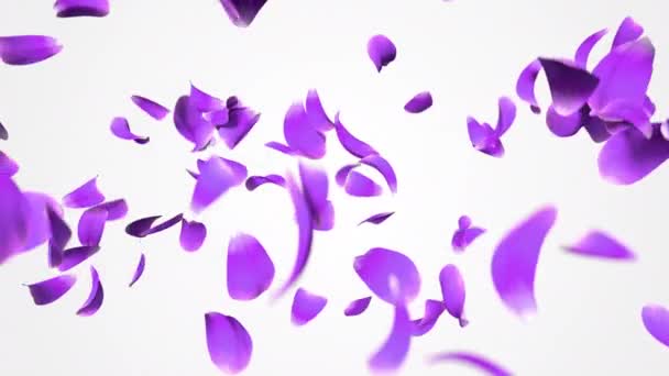Лепестки Цветов Летают Альфа Каналу Анимация Реалистичных Лепестков Роз Летающих — стоковое видео