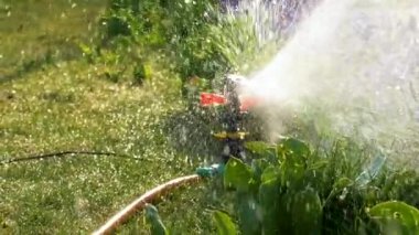 Bahçe Çimeni Suyu. Yeşil bir parkta çalışan fıskiye sulama sistemi çimenleri, çiçekleri ve ağaçları suluyor. Taze sulama sistemini kapatın..