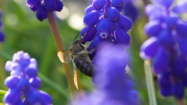 Güzel üzümlü sümbül çiçekleri ve etrafta uçuşan arılar. Yavaş çekim çekimini kapat. Doğa arkaplanı.