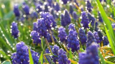 Güzel üzümlü sümbül mavisi çiçekler, su damlaları ve yeşil çimenlere yansıyan güneş ışığı. Yavaş çekim çekimini kapat. Doğa arkaplanı.