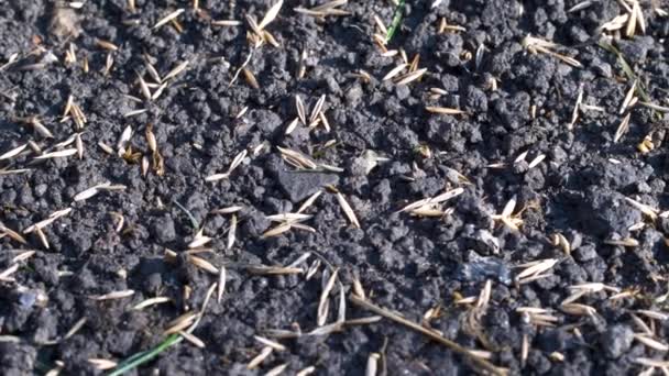 Les graines d'herbe de pelouse ou d'autres cultures se trouvent sur le sol noir. Les graines sont semées .