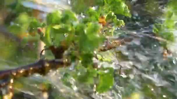Vízcseppek Zöld Növényen Levelekkel Kis Zöld Növény Öntése Száraz Évszakban — Stock videók